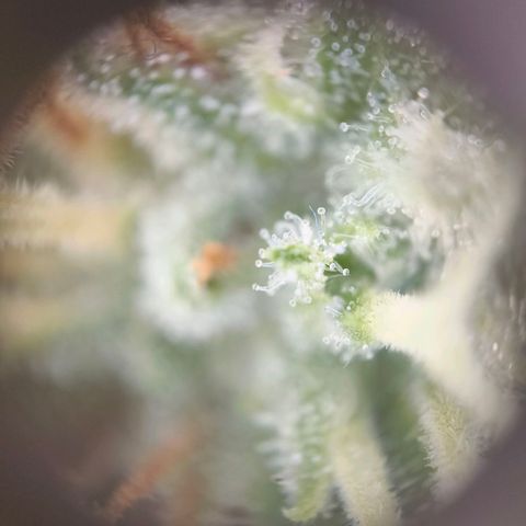 Skunk #1 #3 growlog timeline photo
