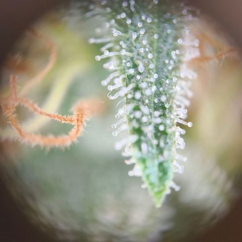 Skunk #1 #3 growlog timeline photo