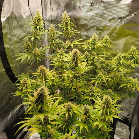 Skunk #1 #3 growlog timeline photo