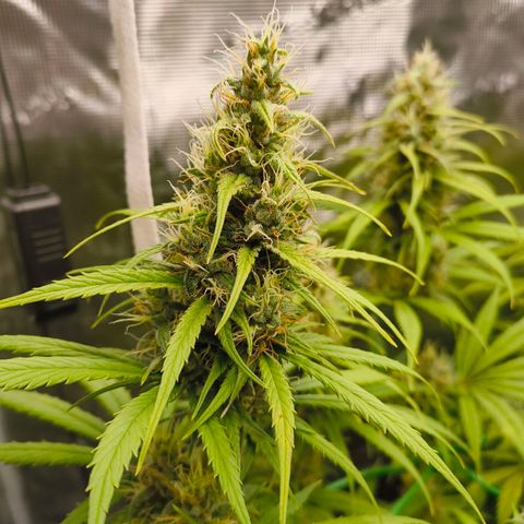 Skunk #1 #3 growlog timeline photo