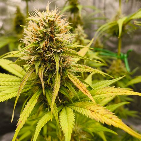Skunk #1 #3 growlog timeline photo