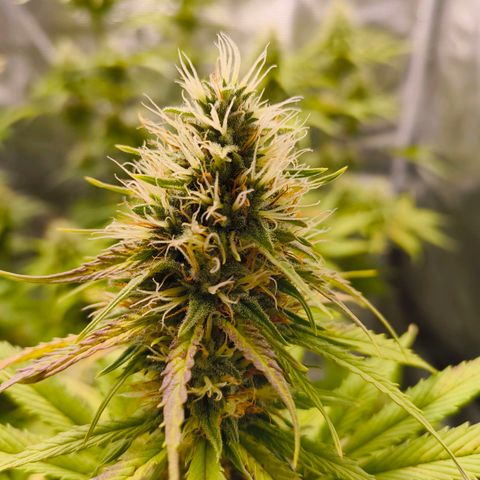 Skunk #1 #3 growlog timeline photo
