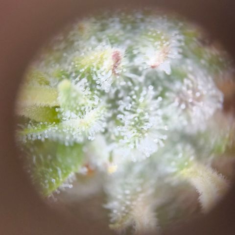 Skunk #1 #3 growlog timeline photo