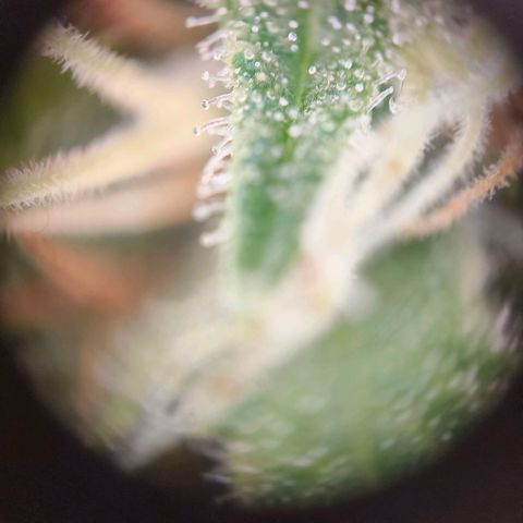 Skunk #1 #3 growlog timeline photo
