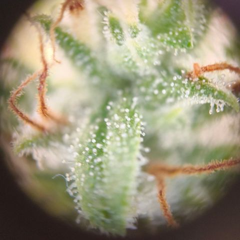 Skunk #1 #3 growlog timeline photo