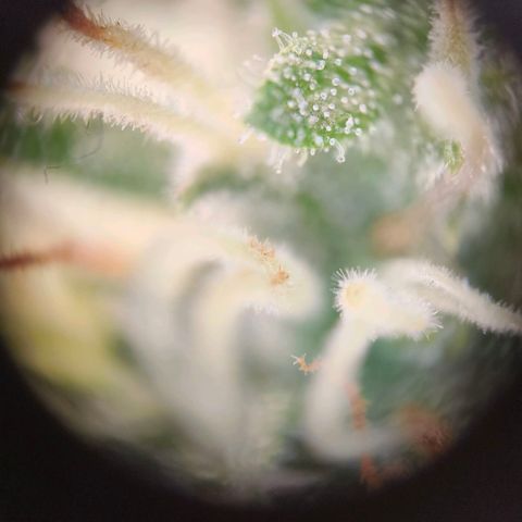 Skunk #1 #3 growlog timeline photo