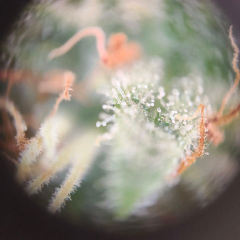 Skunk #1 #3 growlog timeline photo