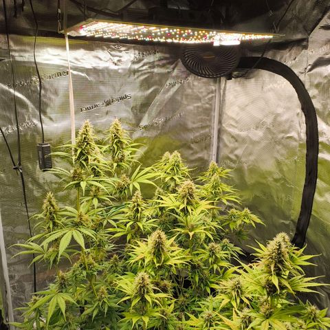 Skunk #1 #3 growlog timeline photo