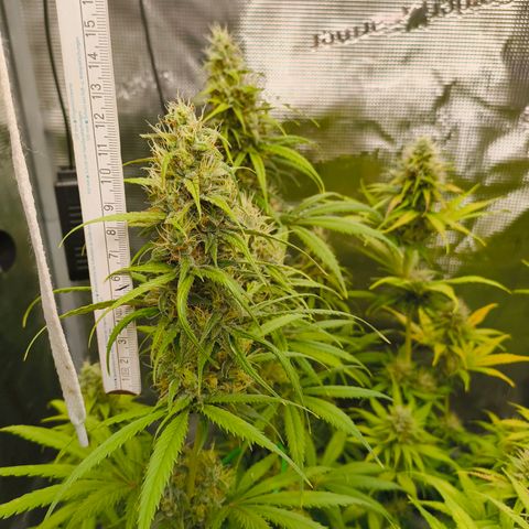 Skunk #1 #3 growlog timeline photo