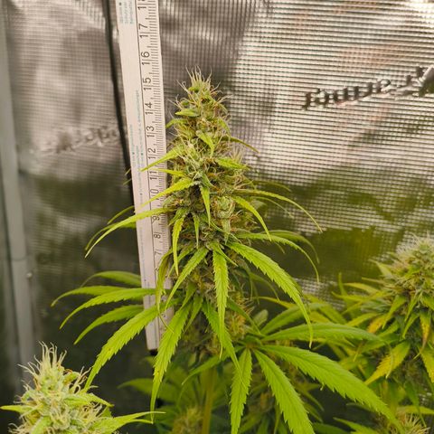 Skunk #1 #3 growlog timeline photo