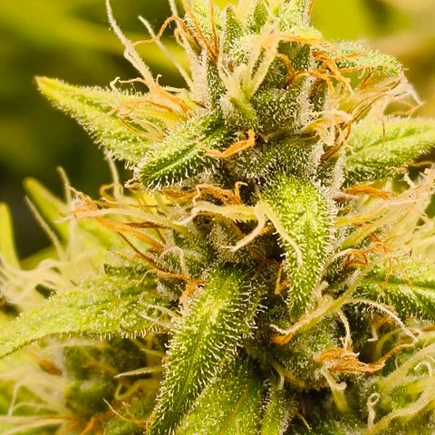 Skunk #1 #3 growlog timeline photo