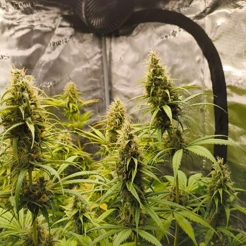 Skunk #1 #3 growlog timeline photo