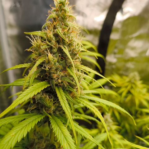 Skunk #1 #3 growlog timeline photo