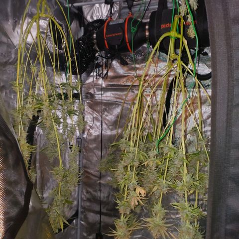Skunk #1 #3 growlog timeline photo