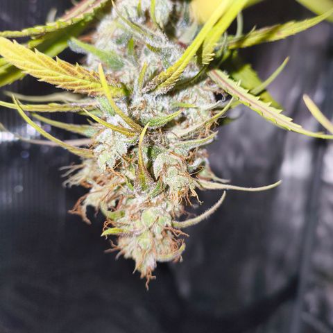 Skunk #1 #3 growlog timeline photo