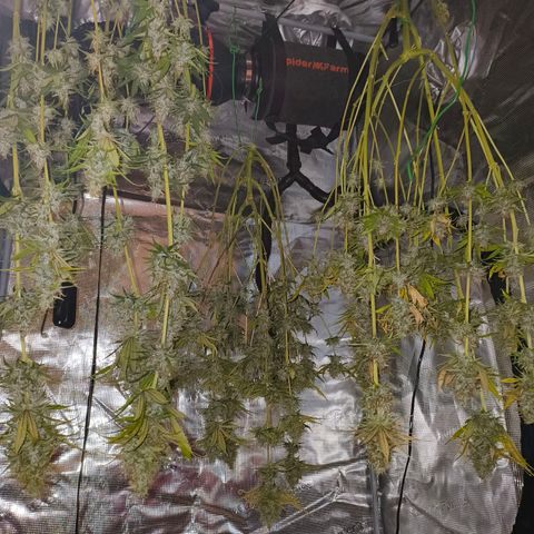Skunk #1 #3 growlog timeline photo