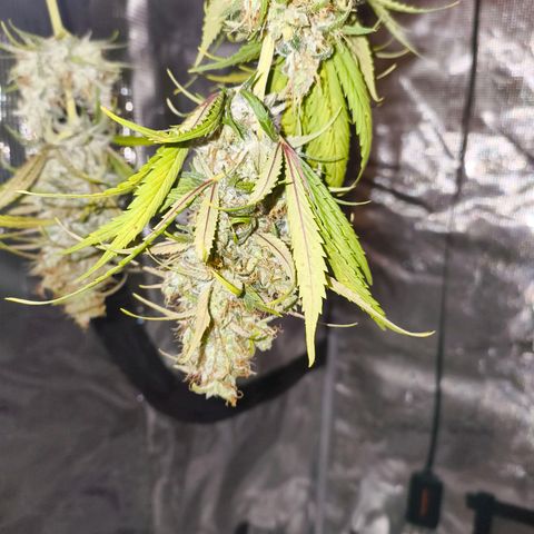 Skunk #1 #3 growlog timeline photo