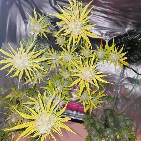 Skunk #1 #3 growlog timeline photo