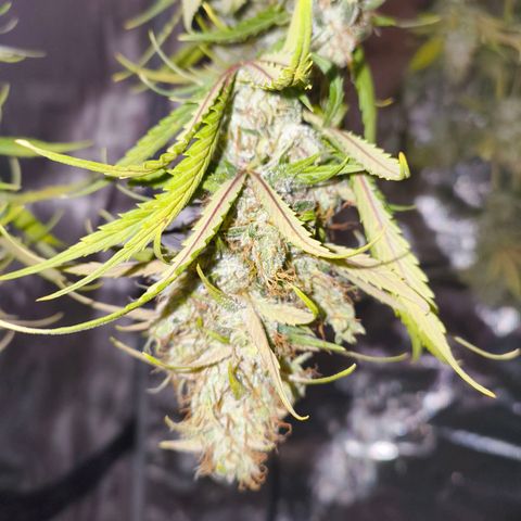 Skunk #1 #3 growlog timeline photo