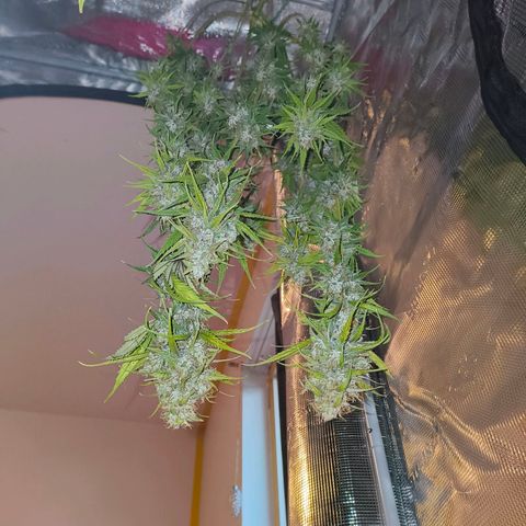 Skunk #1 #3 growlog timeline photo