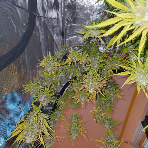 Skunk #1 #3 growlog timeline photo