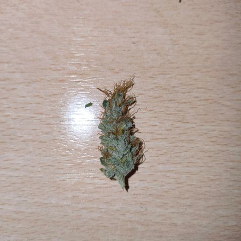 Skunk #1 #3 growlog photo: Test 