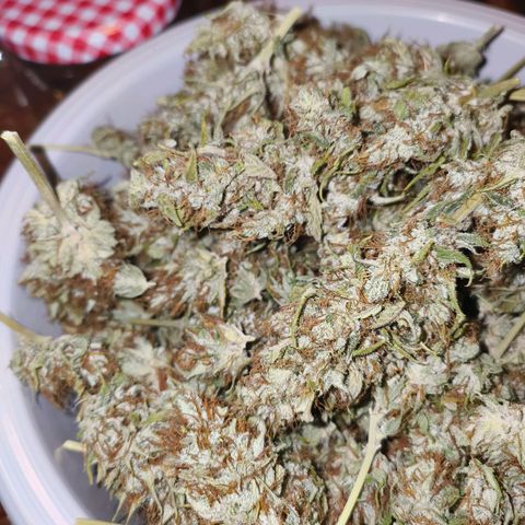 Skunk #1 #3 growlog timeline photo