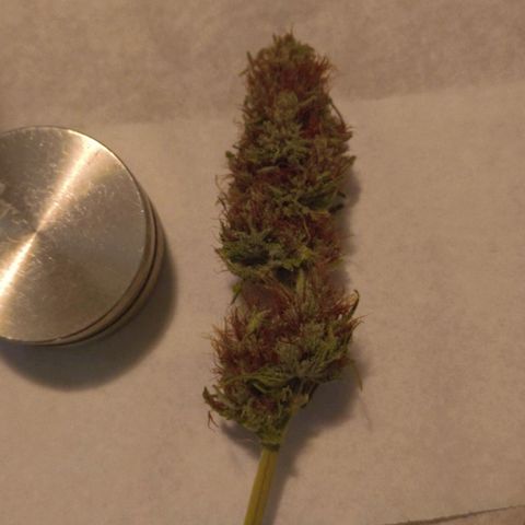 Skunk #1 #3 growlog timeline photo