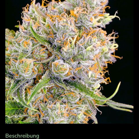 Future #1 #1 growlog timeline photo