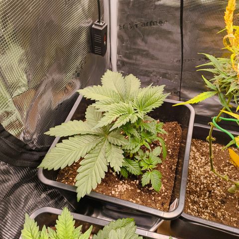 Future #1 #2 growlog timeline photo