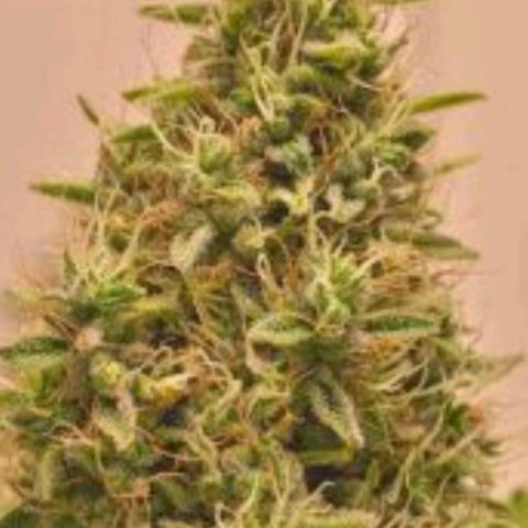 Gorilla Cookies   growlog timeline photo