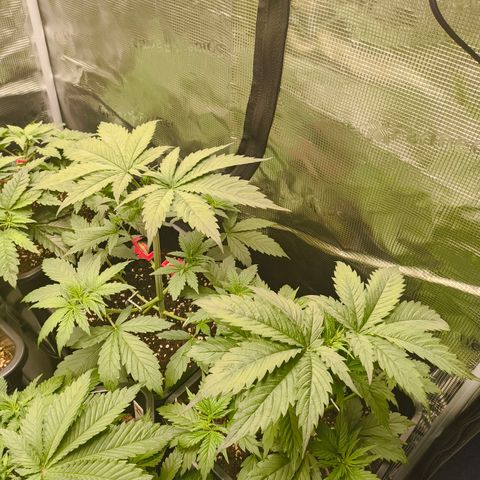Gorilla Cookies   growlog timeline photo