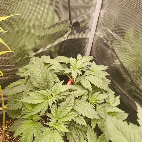 ? growlog timeline photo