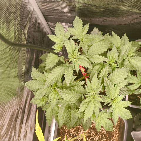 ? growlog timeline photo