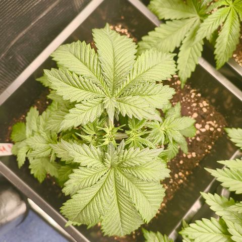 Future #1 #2 growlog timeline photo