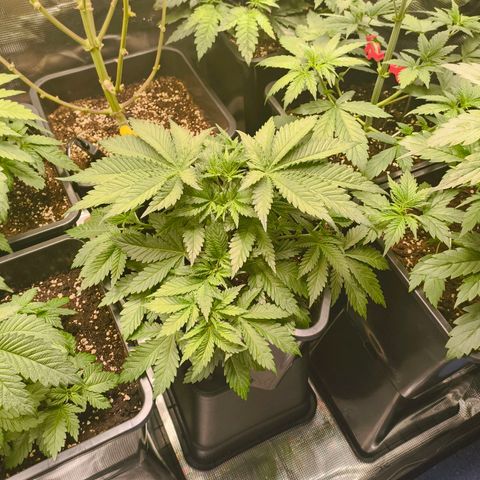 Future #1 #1 growlog timeline photo