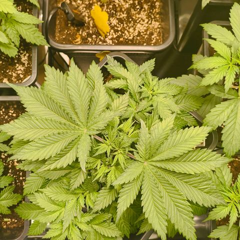 Future #1 #1 growlog timeline photo