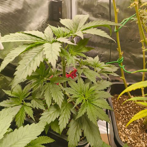 Gorilla Cookies   growlog timeline photo