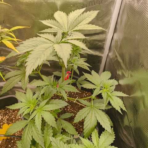 Gorilla Cookies   growlog timeline photo