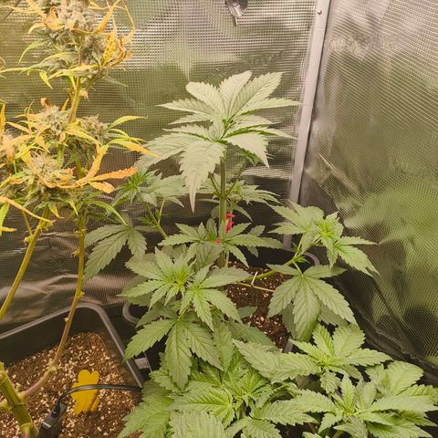 Gorilla Cookies   growlog timeline photo