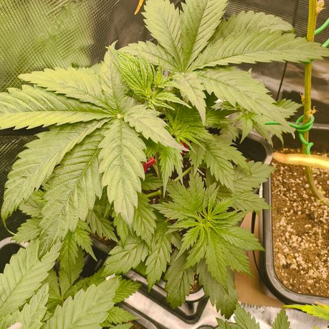 Gorilla Cookies   growlog timeline photo