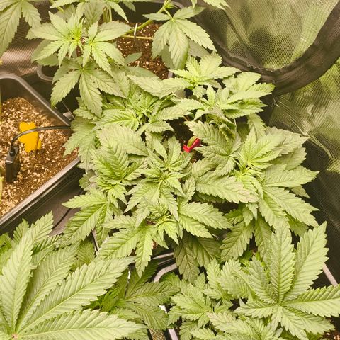 ? growlog timeline photo