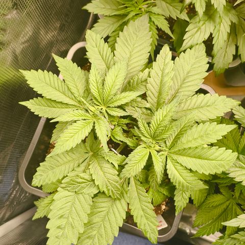 ? growlog timeline photo