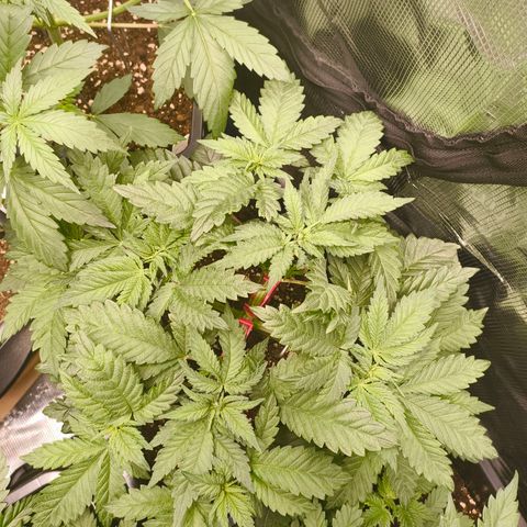 ? growlog timeline photo