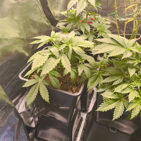 ? growlog timeline photo