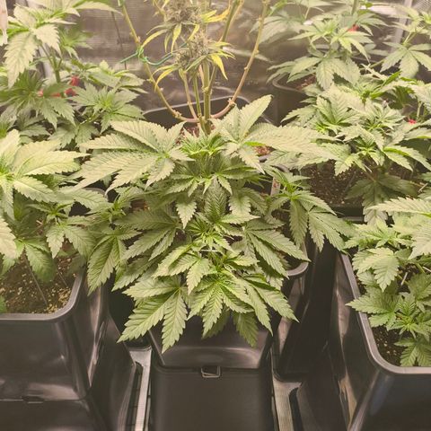 Future #1 #1 growlog timeline photo