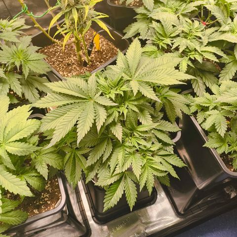 Future #1 #1 growlog timeline photo