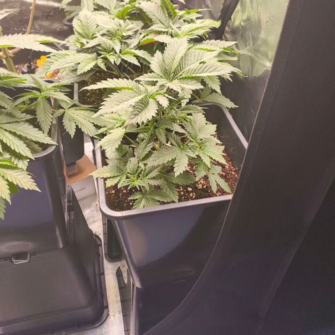 Future #1 #2 growlog timeline photo