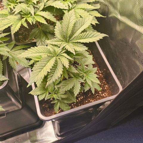Future #1 #2 growlog timeline photo
