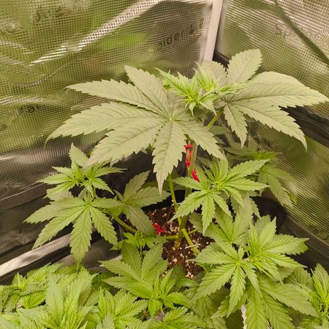 Gorilla Cookies   growlog timeline photo